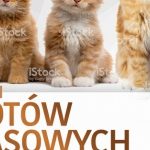 Kocie piękności po raz czwarty zawitają do Zielonych Arkad